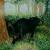 Summer of the Bear