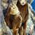 Bighorn Sheep