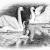 Wild Swans