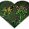 Anna's Hummingbird - Acrylics on Wood