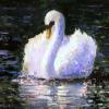 Athens Swan - Oils on Wood