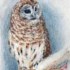 Winter Berry Owl - Mixed Media