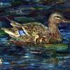 Mallards - Oils on Canvas