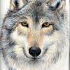 Kusku (Wolf) - Colored Pencils
