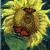 Monarchs on Sunflower