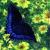 Swallowtail with Yellow Flowers