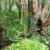 The Greenwoods