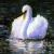  Athens Swan